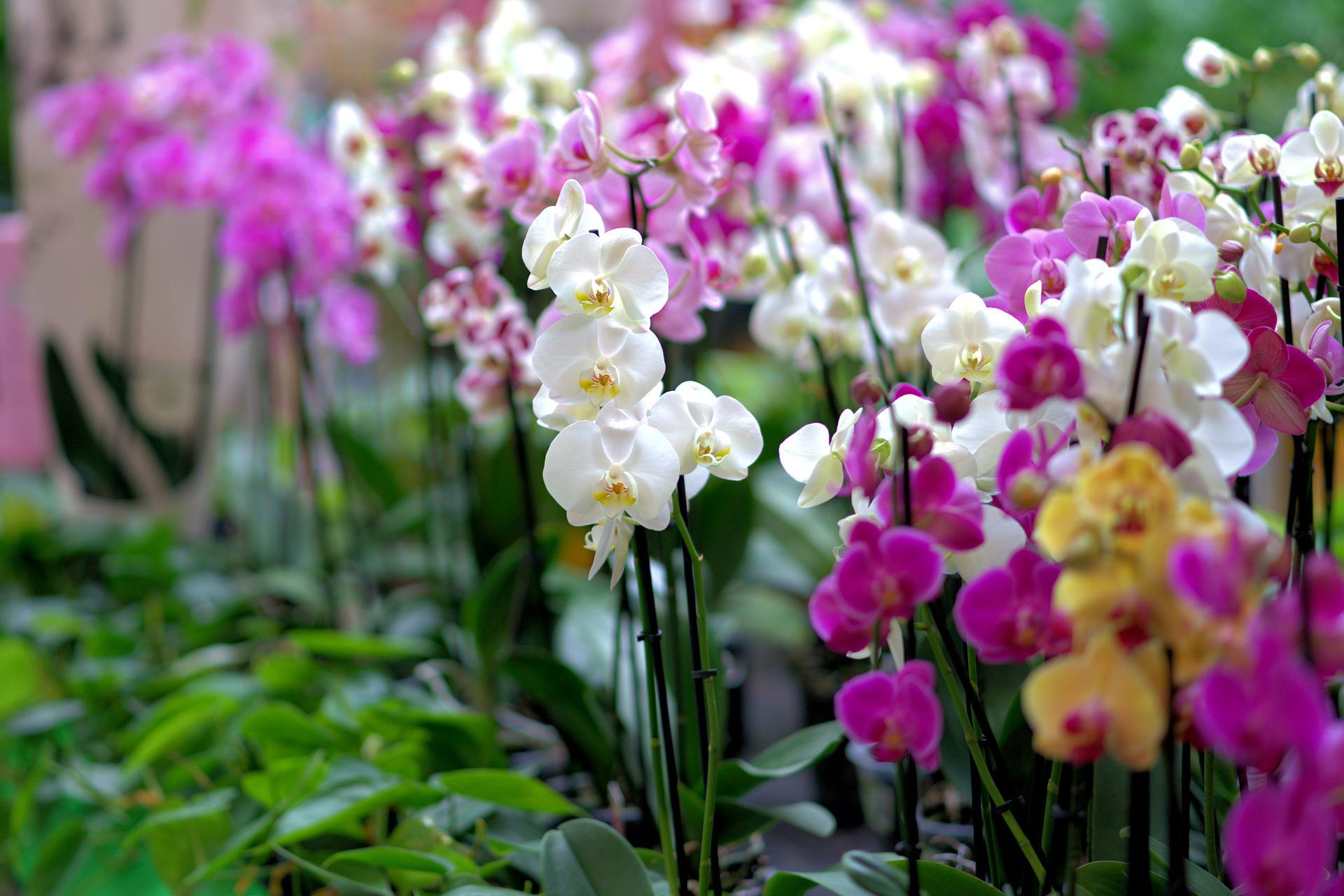 39° Exposição de Orquídeas e Festa do Peixe